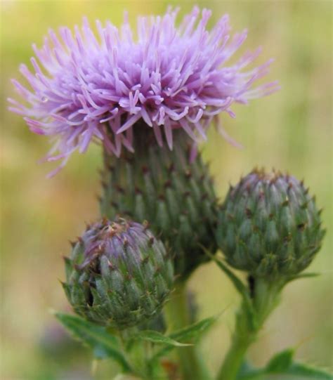 Canada Thistle Seeds ★ Edible Root, Leaves, and Stem ★ theseedhouse ...