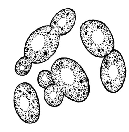 Yeast | Definition, Type & Uses - Video & Lesson Transcript | Study.com