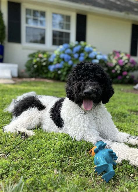 Black and White Goldendoodle - Top 14 Must Know Facts!