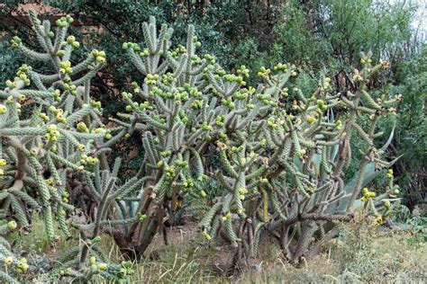 12 Types of Cacti in Texas (With Pictures) | House Grail