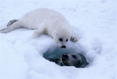 Baby Seals Need the Nicest Ice | Science | AAAS