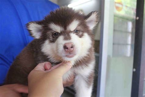 LovelyPuppy: 20140106 Giant Alaskan Malamute Puppies