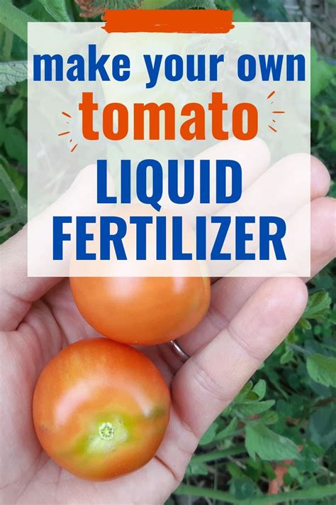 Tomato fertilizer – Artofit