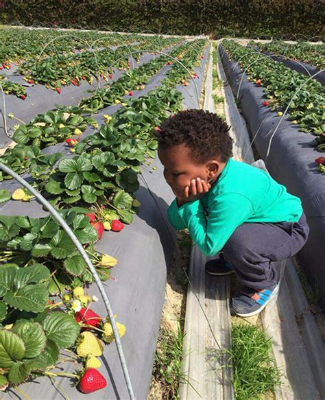 Strawberry Picking at Stellenbosch Farm - Polkadraai Farm