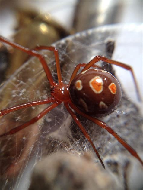 The Deadliest Spiders in the World - WorldAtlas