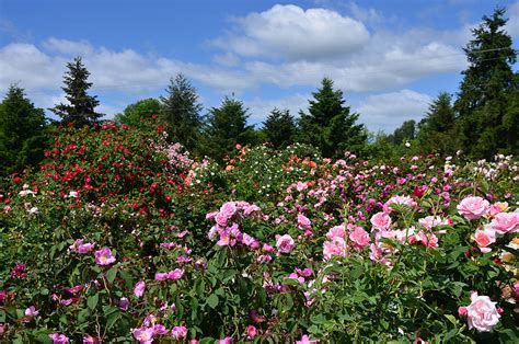 Heirloom Roses (St. Paul, Oregon)