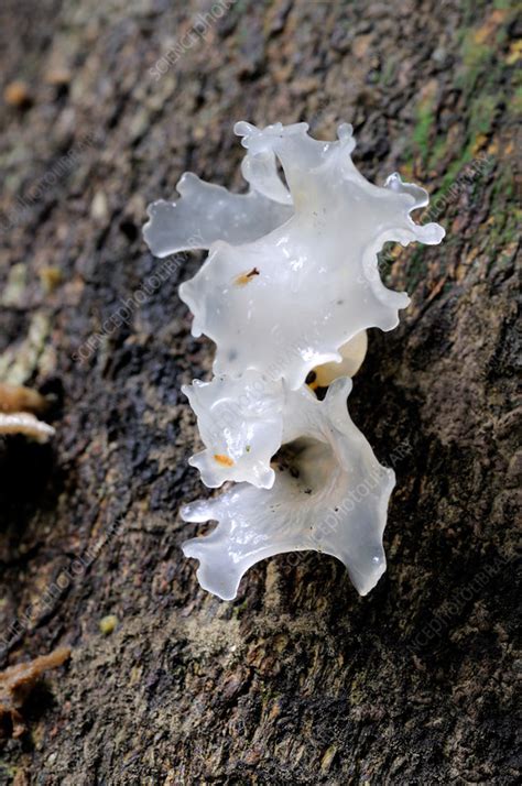 Jelly Fungi - Stock Image - C012/1005 - Science Photo Library