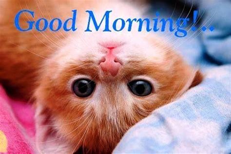 73 Wonderful Good Morning Cat Images