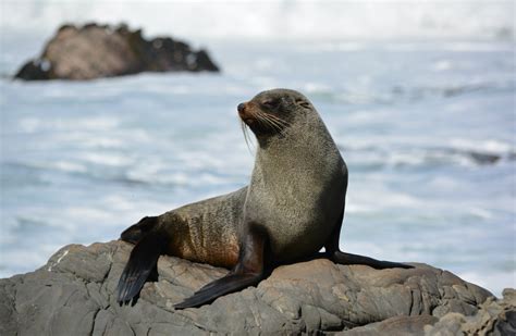 New Zealand fur seal/kekeno: New Zealand marine mammals