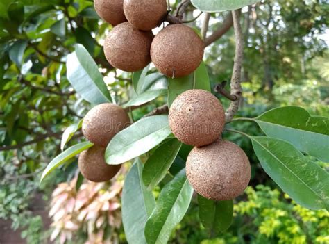 Chiku Fruits Tree in Agriculture Stock Image - Image of fruits, food ...