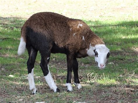 About Painted Desert Sheep – United Horned Hair Sheep Association