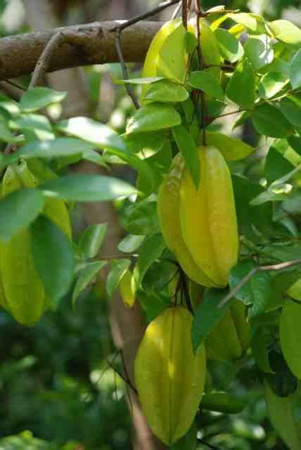 Pono tour: Star fruit tree