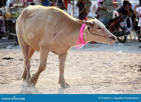 Water buffalo stock photo. Image of outdoor, stand, white - 27396512