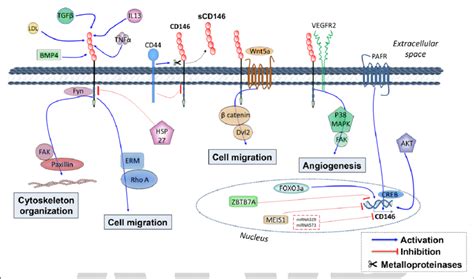 CD146 (cluster of differentiation 146) regulation. Proinflammatory... | Download Scientific Diagram