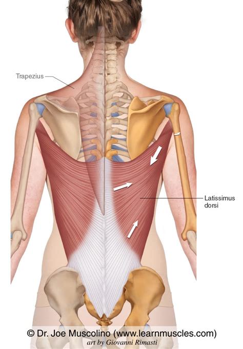 Latissimus Dorsi ("Lat") - Learn Muscles