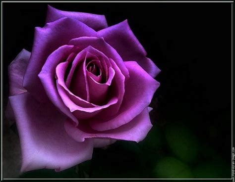 Purple Roses - Purple Photo (21933069) - Fanpop