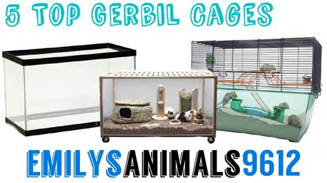 Can Gerbils Have Bin Cages at Deborah Jay blog