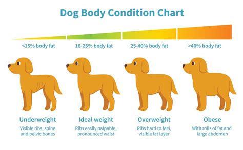 Did You Know #4: Dog Weight Loss - BLOG - TAME YOUR CANINE