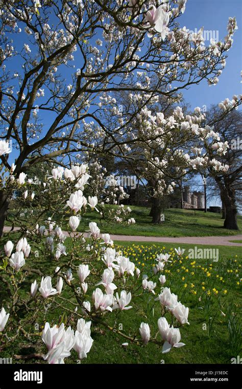 Cholmondeley Castle Gardens. Spring view of Cholmondeley Castle’s gardens with Cholmondeley ...