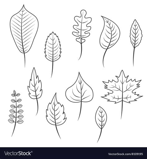 Outlined black and white leaves in flat style set Vector Image