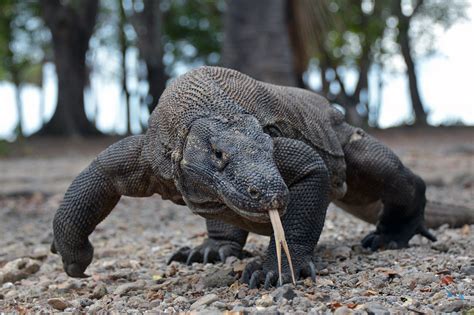 Animals On Komodo Island