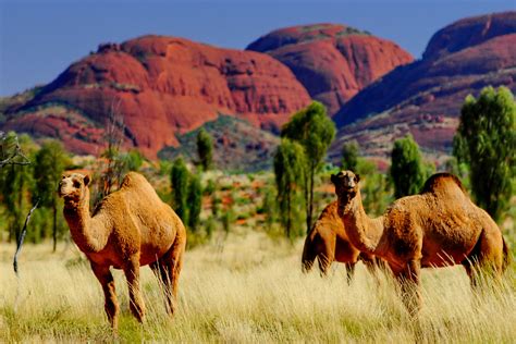 Walking Tour around the Olga Mountains (Kata Tjuta) at Sunrise ...