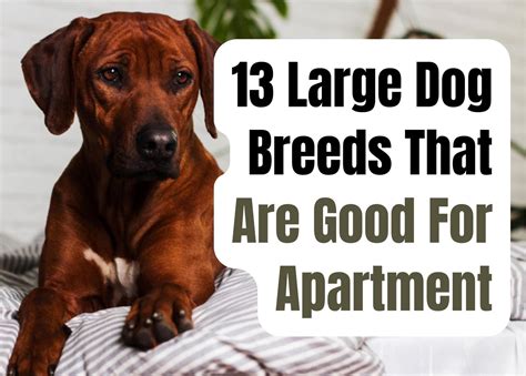 13 Big Dog Breeds Suitable for Apartment Living