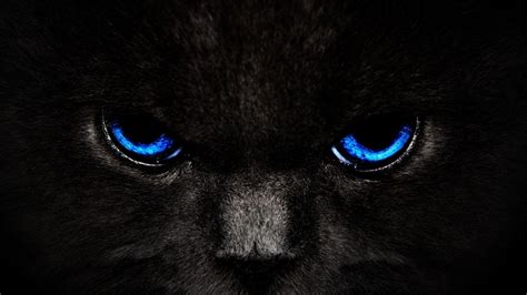 Dual Screen Cat Wallpapers - Top Free Dual Screen Cat Backgrounds - WallpaperAccess