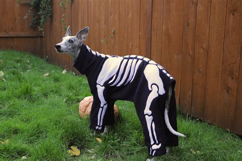 DIY Dog Skeleton Costume – The Pointy Snoot