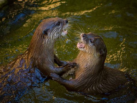 The otters are playing | Otters, Baby otters, Otter love