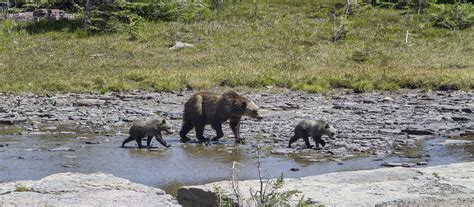 Bear Safety - Glacier National Park (U.S. National Park Service)