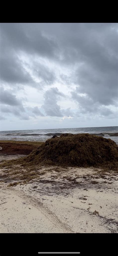 Sargassum seaweed in Tulum beaches August 2022 : r/tulum