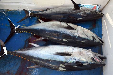 Overfishing is wiping out bluefin tuna — so the US is cracking down - Vox