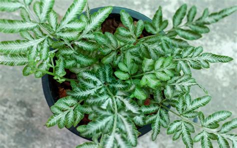 Silver Brake Fern (Pteris Argyraea) Species Profile & Care Guide ...