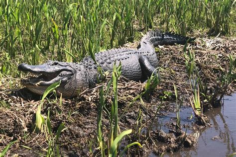 Large Airboat Swamp Tour | Gray Line