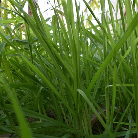 How to Care for Citronella Grass - Indoor Plant Guides