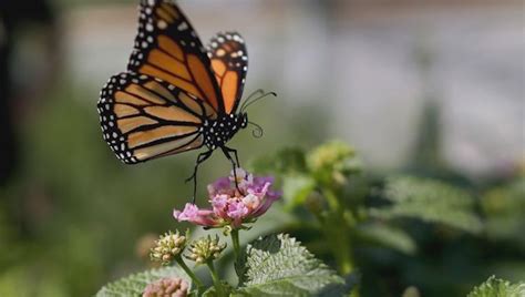 Minnesota couple on mission to save monarch butterflies | Boreal Community Media