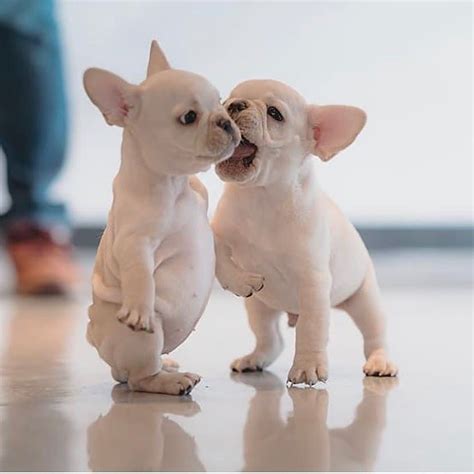 Watch the World's Most Patient Dogs Try On 17 Costumes In This Adorable ...