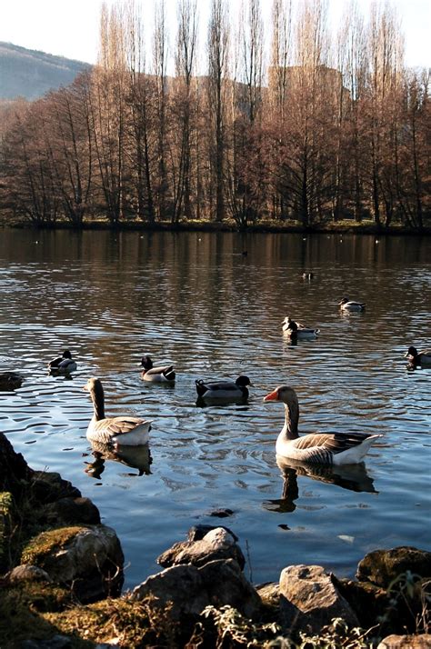 Free Images : landscape, travel, agriculture, birds, duck, wetland, indonesia, waterfowl, water ...