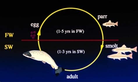 McCormick Fish Physiology Lab: Smolt Biology| UMassAmherst