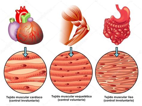 HISTO-EMBRIOLOGIA: TEJIDO MUSCULAR LISO