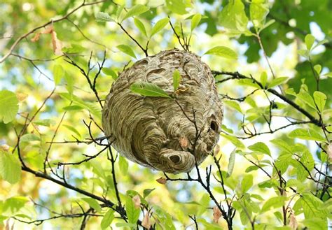 Prevent A Wasp Nest On Your Property | Terminix Canada Pest Control