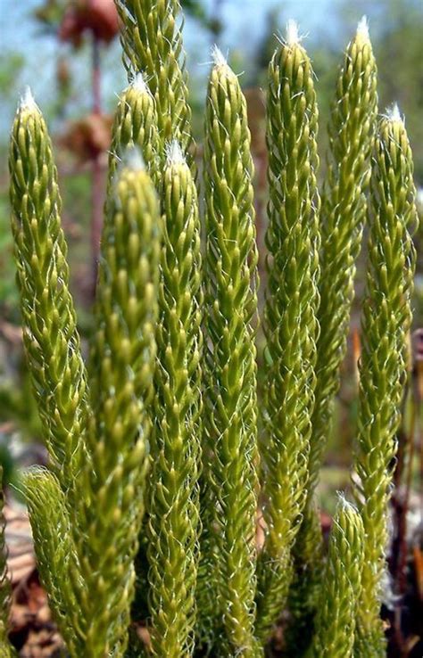 Lycopodium clavatum (common clubmoss, running clubmoss): Go Botany