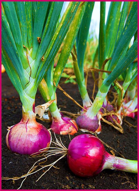 File:ARS red onion.jpg - Wikipedia