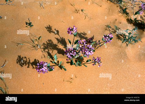 Arabian flowers desert hi-res stock photography and images - Alamy