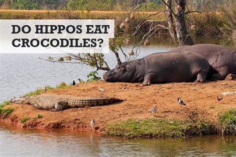 Do Hippos Eat Crocodiles? (Kill or Get Along)