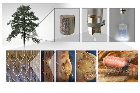 MIT engineers make filters from tree branches to purify drinking water ...