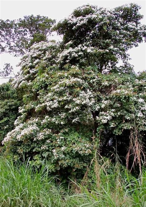 Cordia africana - Alchetron, The Free Social Encyclopedia