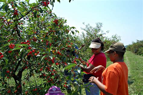 t(r)oymarbles: cherry picking