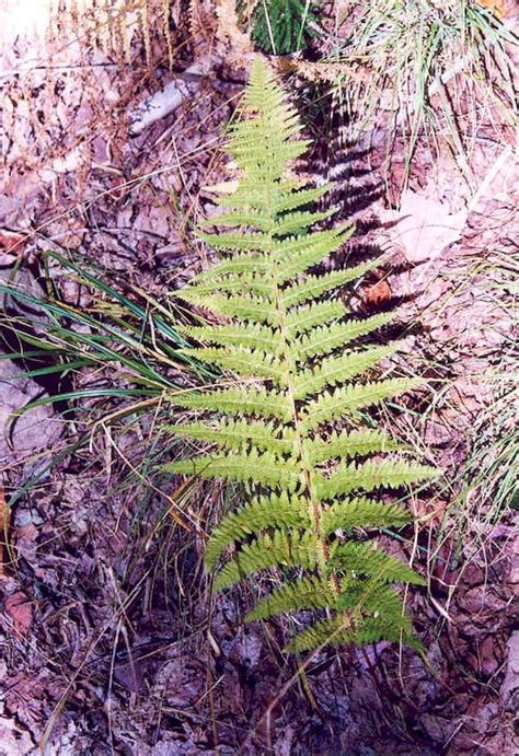 Hay-scented Fern (Dennstaedtia punctilobula) : Photos, Diagrams & Topos : SummitPost